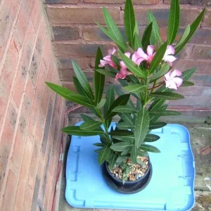 Nerium Oleander simple pink Emilie - Image 2