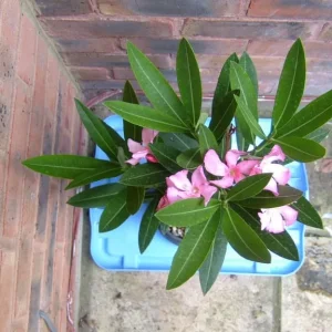 Nerium Oleander simple pink Emilie - Image 3
