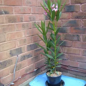 Nerium Oleander simple pink Emilie - Image 6