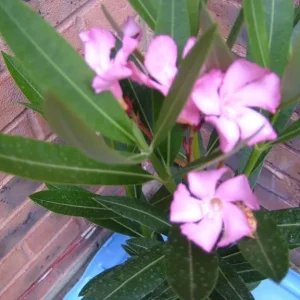 Nerium Oleander simple pink Emilie