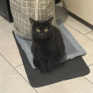 Black cat looking for a warm place to call home - Image 2