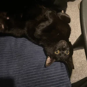 Black cat looking for a warm place to call home - Image 4