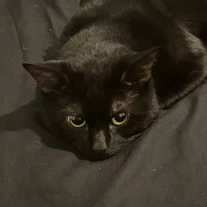 Black cat looking for a warm place to call home - Image 5