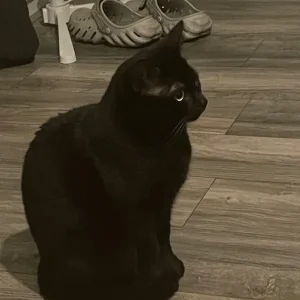 Black cat looking for a warm place to call home - Image 6