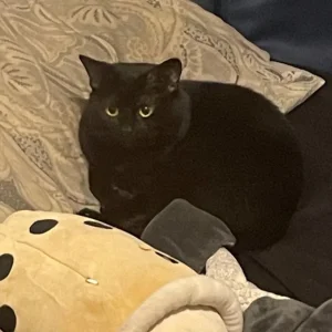 Black cat looking for a warm place to call home - Image 7