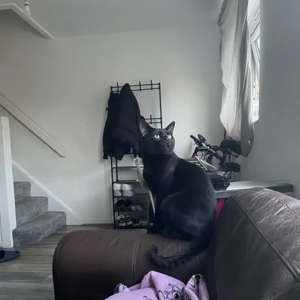 Black cat looking for a warm place to call home