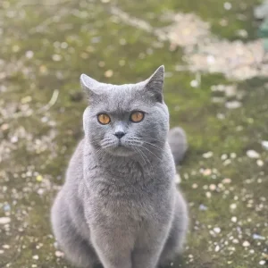 Male British Shorthair Cat - Image 2