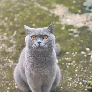 Male British Shorthair Cat - Image 3