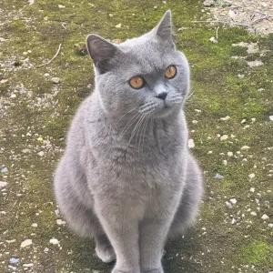 Male British Shorthair Cat