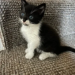 Kitten ready to leave - Image 2