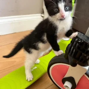Kitten ready to leave