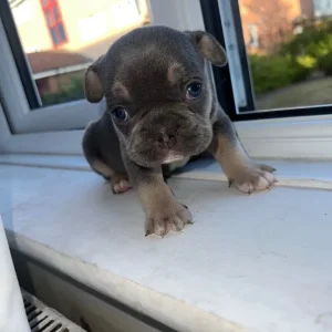 French bulldogs