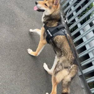 Rocky – 1-year-old Japanese Akita x Husky - Image 2