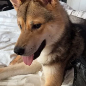Rocky – 1-year-old Japanese Akita x Husky - Image 3