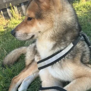 Rocky – 1-year-old Japanese Akita x Husky