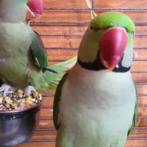White Cocktails Pair - Image 2