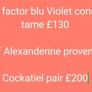 White Cocktails Pair - Image 4