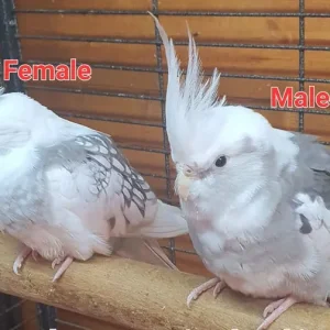 White Cocktails Pair