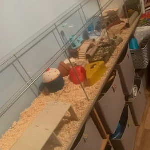Ikea Detolf hamster cage and full setup 🐹 - Image 2
