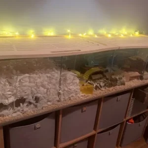 Ikea Detolf hamster cage and full setup 🐹 - Image 3