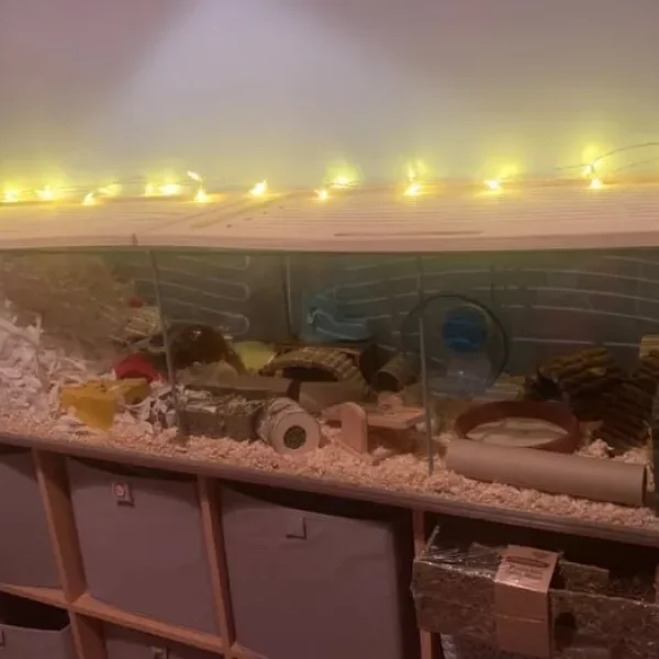 Ikea Detolf hamster cage and full setup 🐹