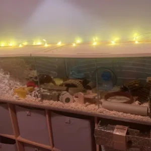 Ikea Detolf hamster cage and full setup 🐹