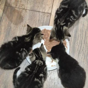 3 Tabby Kittens - Image 2