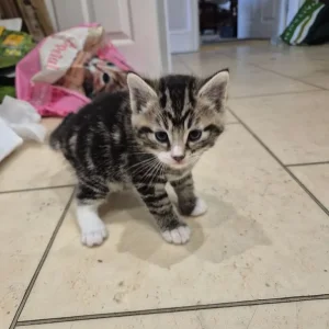 3 Tabby Kittens - Image 3