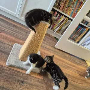 3 Tabby Kittens - Image 4