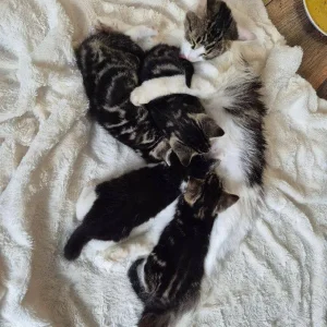 3 Tabby Kittens - Image 5