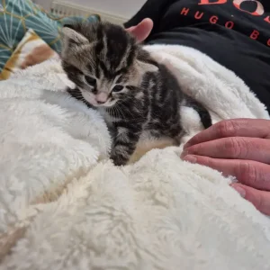 3 Tabby Kittens - Image 6