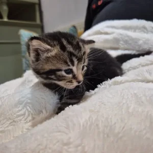 3 Tabby Kittens - Image 7