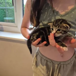 3 Tabby Kittens - Image 8