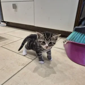 3 Tabby Kittens