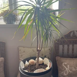 Beautiful spider plant - Image 2