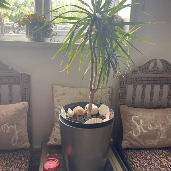 Beautiful spider plant