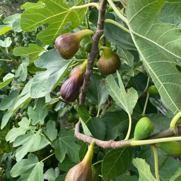 Fig Tree