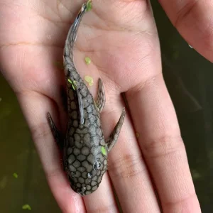 Honeycomb wabenmuster pleco group - Image 2
