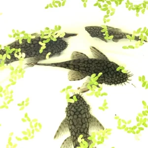 Honeycomb wabenmuster pleco group - Image 3