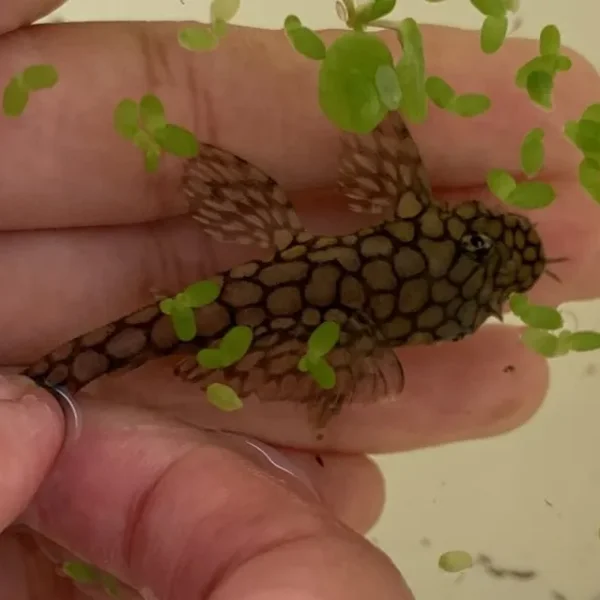 Honeycomb wabenmuster pleco group