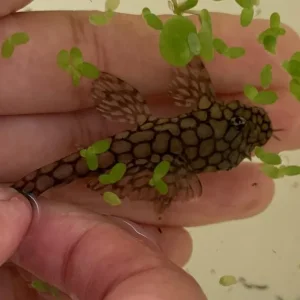 Honeycomb wabenmuster pleco group