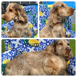 8-week-old show cocker spaniel puppies ready to meet - Image 2