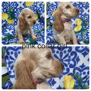 8-week-old show cocker spaniel puppies ready to meet - Image 3
