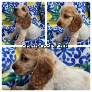 8-week-old show cocker spaniel puppies ready to meet - Image 4