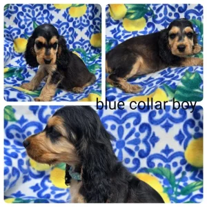 8-week-old show cocker spaniel puppies ready to meet - Image 5