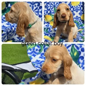 8-week-old show cocker spaniel puppies ready to meet - Image 6