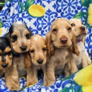 8-week-old show cocker spaniel puppies ready to meet - Image 7