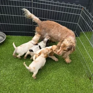 8-week-old show cocker spaniel puppies ready to meet - Image 8