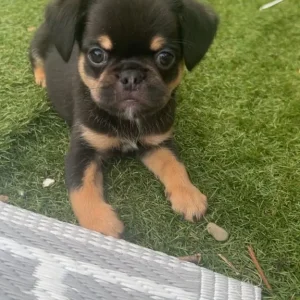 Brussels griffin x French bulldog puppies - Image 2