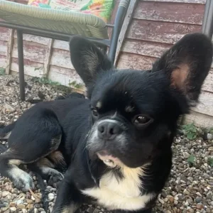 Brussels griffin x French bulldog puppies - Image 3
